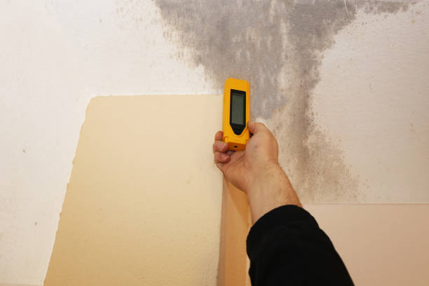 Trusted Rensselaer, IN Mold Removal Experts