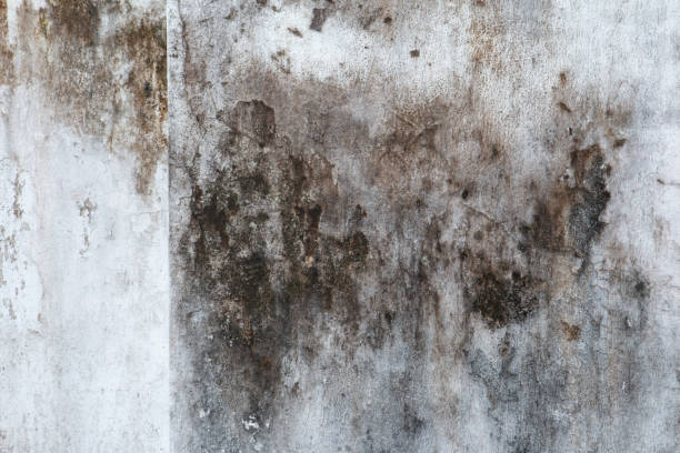 Best Asbestos and Lead Testing During Mold Inspection  in Rensselaer, IN
