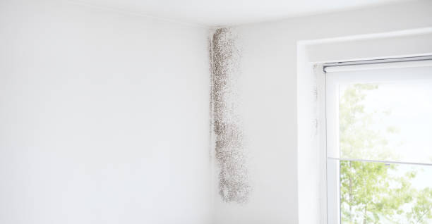 Best Airborne Mold Testing  in Rensselaer, IN