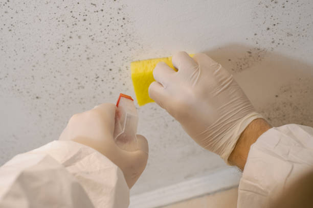 Best Basement Mold Removal  in Rensselaer, IN