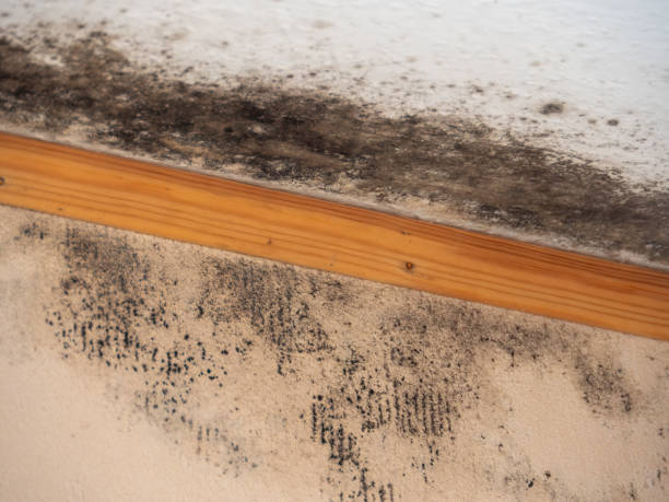 Best Mold-Related Health Consultation  in Rensselaer, IN