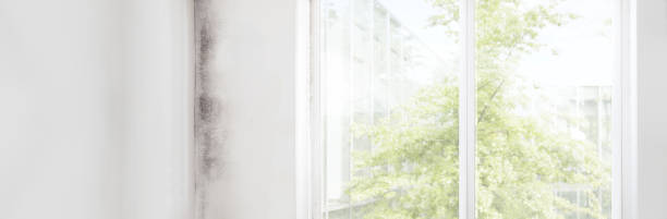 Best Mold Documentation for Insurance Claims  in Rensselaer, IN